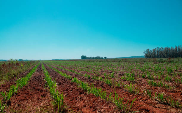サトウキビ栽培 - パラグアイ ストックフォトと画像