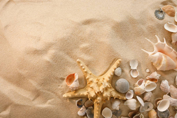 istock Beach background with shells and starfish. Vacation concept. Top view. Flat lay. 1264937927