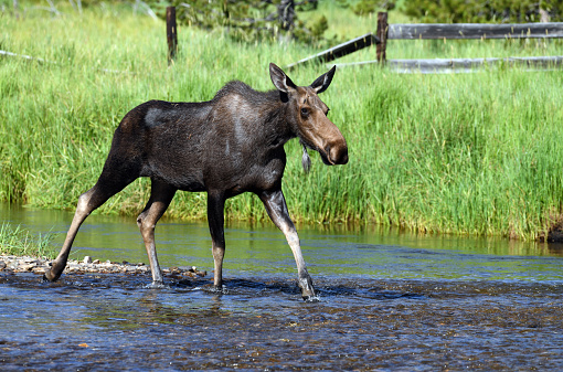 Cow moose crossing the Colorado River, still a small stream in the Rocky Mountains National Park.