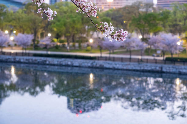 istock Cherry blossoms and urban landscape reflected in the water 1264939520