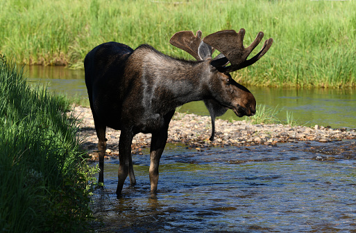 Bull moose in the Colorado River, still a small stream in the Rocky Mountains National Park.