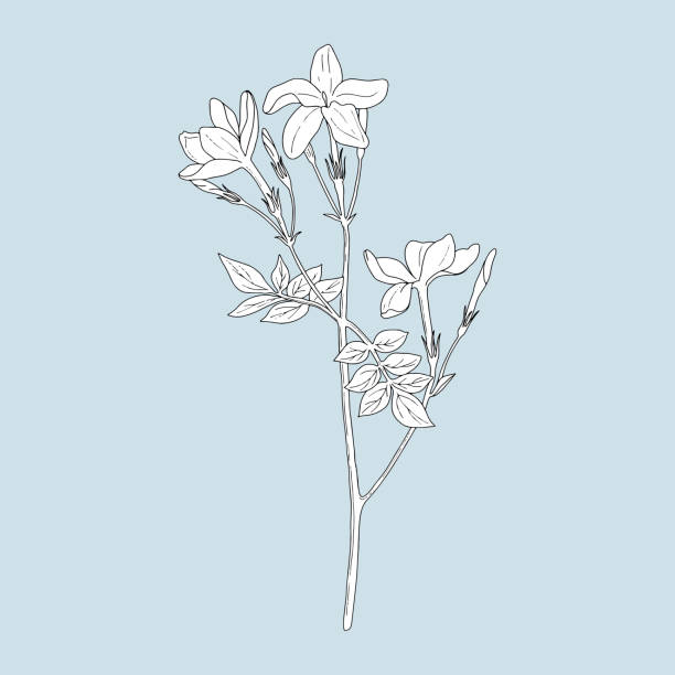 Monochrome Jasmine on a blue background. Can be used for postcards, invitations, advertising, web, textile and other. jasmine stock illustrations