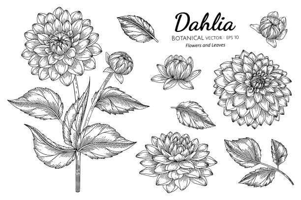 illustrations, cliparts, dessins animés et icônes de ensemble de fleur de dahlia et illustration botanique dessinée à la main de feuille avec l’art de ligne sur des arrière-plans blancs. - dahlia