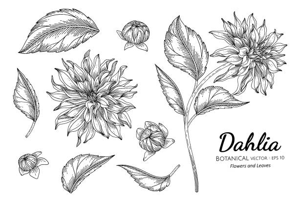 illustrations, cliparts, dessins animés et icônes de ensemble de fleur de dahlia et illustration botanique dessinée à la main de feuille avec l’art de ligne sur des arrière-plans blancs. - dahlia