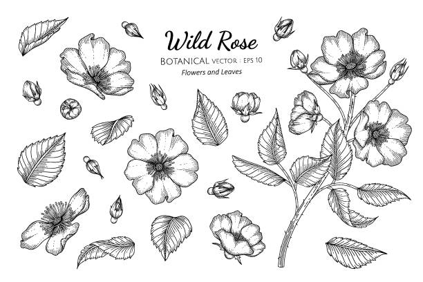 set von wild rose blume und blatt von hand gezeichnet botanische illustration mit linie kunst auf weißen hintergründen. - hagebutte stock-grafiken, -clipart, -cartoons und -symbole