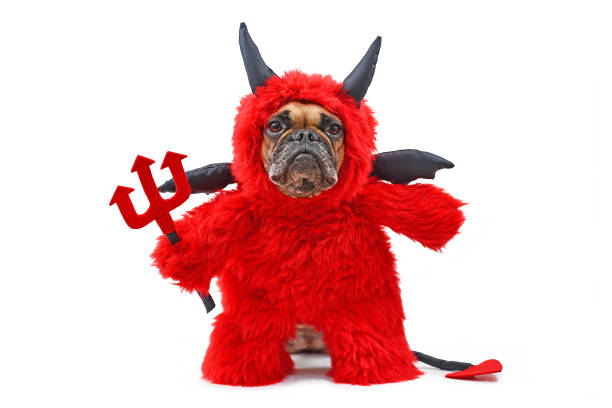 french buldog dog with red devil halloween costum wearing a fluffy full body suit with fake arms holding pitchfork, with devil tail, horns and black bat wings - devil dogs imagens e fotografias de stock