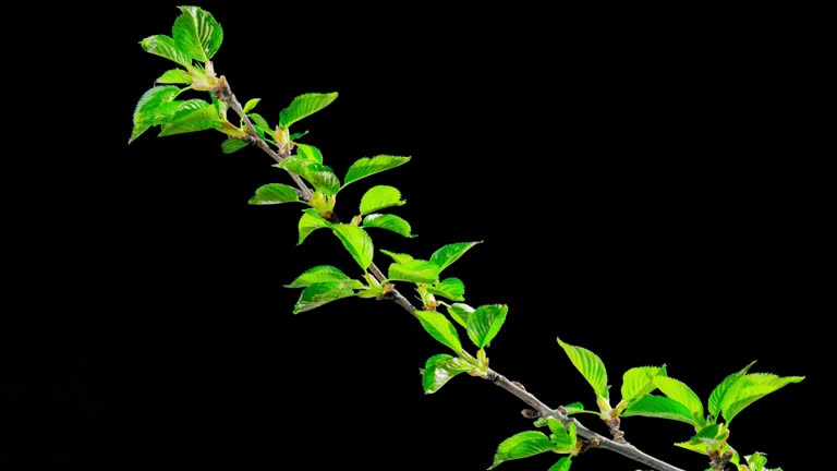 The opening leaves of sakura in spring, time-lapse with alpha channel