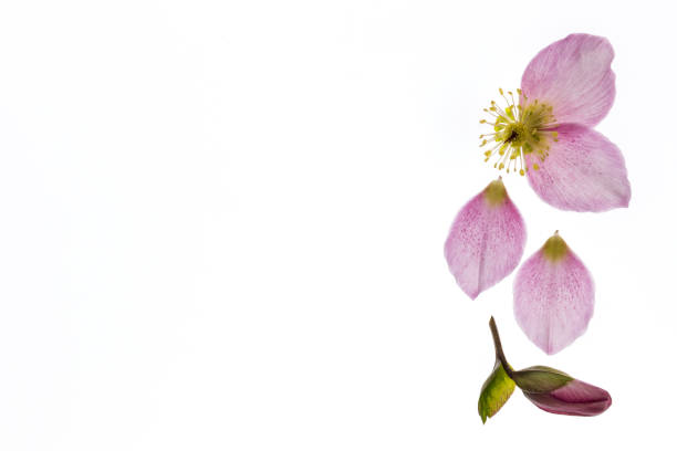 istock pink hellebore flower isolated on white background with copy space on left 1264956461