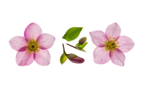 istock pink winter rose flowers in bloom isolated on white background with copy space 1264956494