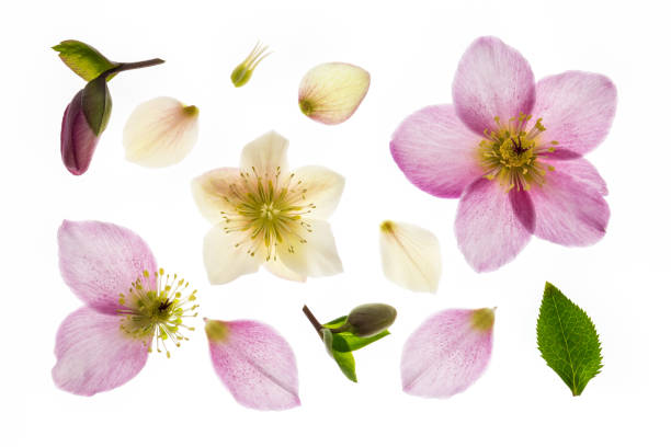 istock pink and white hellebore flowers on white background 1264956500