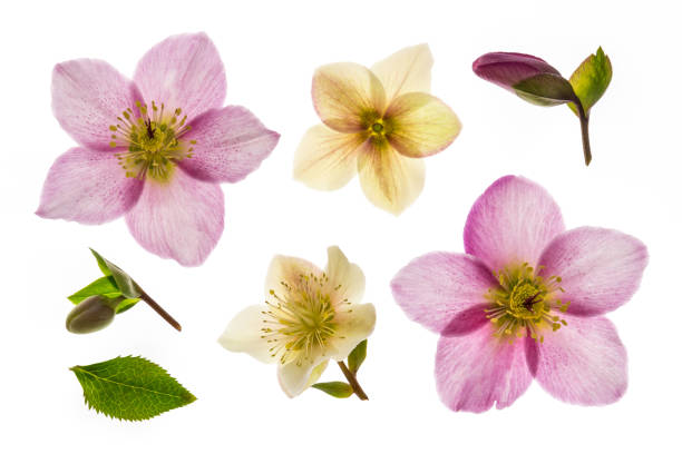 pink and white winter rose flowers in bloom isolated on white background
