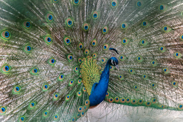 istock Beautiful peacock, Moscow, Russia 1264958756