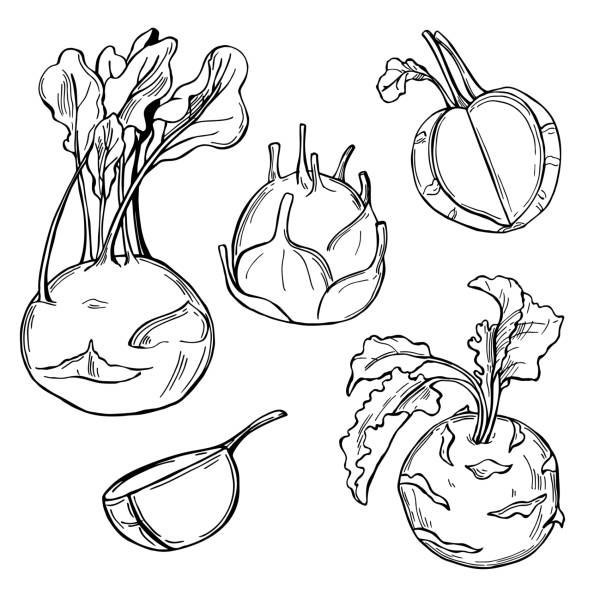 hand gezeichnet kohlrabi auf weißem hintergrund. vektor-skizze-illustration. - kohlrabi stock-grafiken, -clipart, -cartoons und -symbole