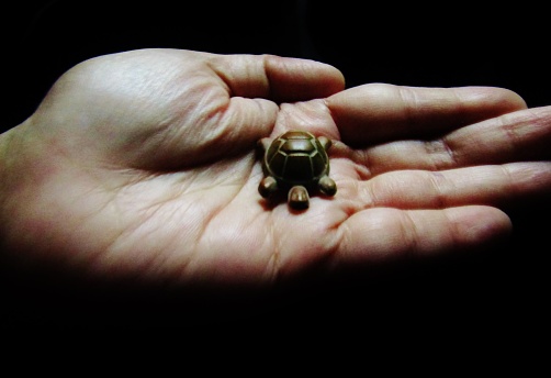 The tortoise is a celestial feng shui symbol that represents stability and protection against bad fortune.