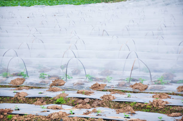 newly planted bitter melon in greenhouse from polythene plastic on an agricultural field. - construction frame plastic agriculture greenhouse imagens e fotografias de stock