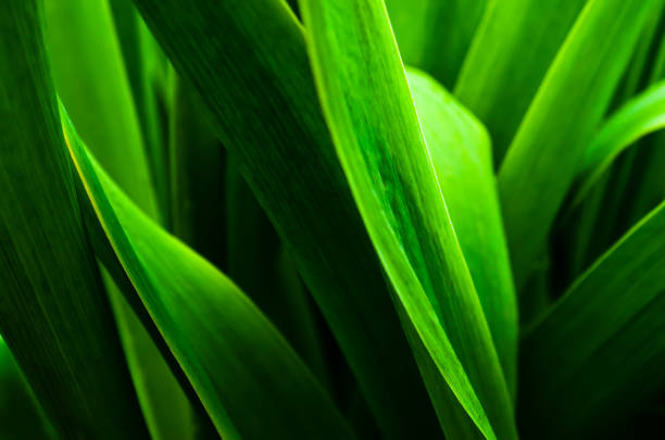 istock Green foliage close-up frame. High contrast between dark and light. Dark green. Shadow, twilight. Pattern. 1264960948