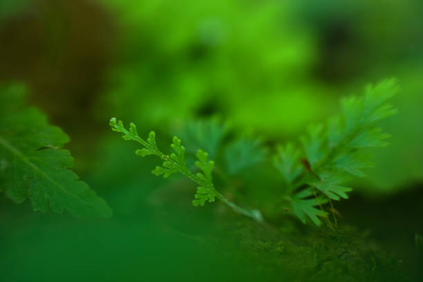 istock Abstract green leaf background, soft focus, sunny day, fresh spring field, natural textured wallpaper 1264961160