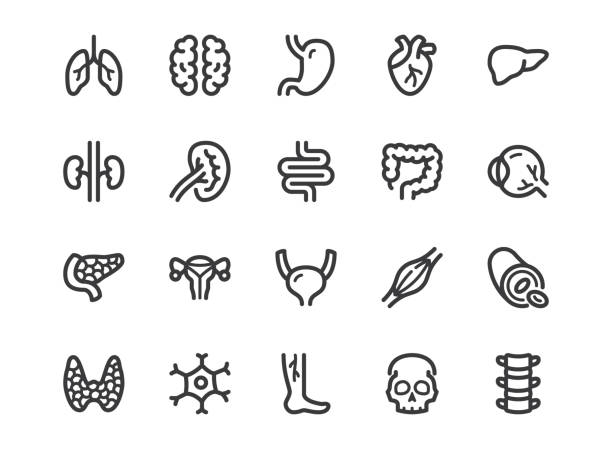 Human internal organ line icon. Minimal vector illustration with simple outline icons as lung, heart, stomach, bone, brain, kidney, skull and other anatomy parts. Editable Stroke. Pixel Perfect Human internal organ line icon. Minimal vector illustration with simple outline icons as lung, heart, stomach, bone, brain, kidney, skull and other anatomy parts. Editable Stroke. Pixel Perfect. rectum stock illustrations