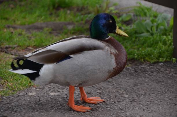 istock Mallard duck with green head and yellow bill 1264963525