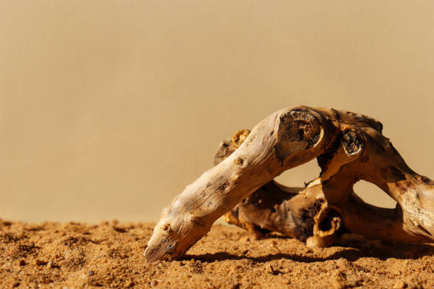 Wooden driftwood or tree root on sand. Nature concept. Monochrome brown banner with copy space for natural organic product, packaging design of eco cosmetics, moisturizing cream. Hard sunlight trend