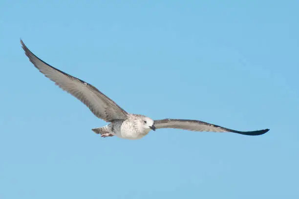 Flight of a large seabird. The seagull (Larus marinus) has spread its large wings.