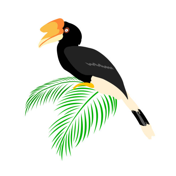exotische vögel mit tropischen blättern. - nashornvogel stock-grafiken, -clipart, -cartoons und -symbole