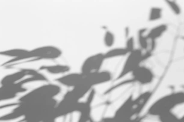 istock Shadow overlay effect for photo. Shadows from tree leaves and tropical branches on a white wall in sunlight. 1264964880