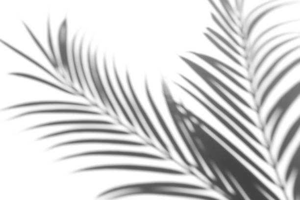istock Shadow overlay effect for photo. Shadows from palm leaves and tropical branches on a white wall in sunlight. 1264964882