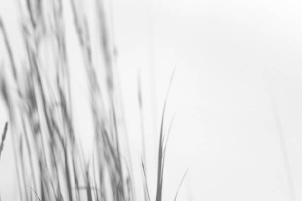 istock Shadow overlay effect for photo.  Grass and plant shadows on white clean wall in sunlight 1264965197
