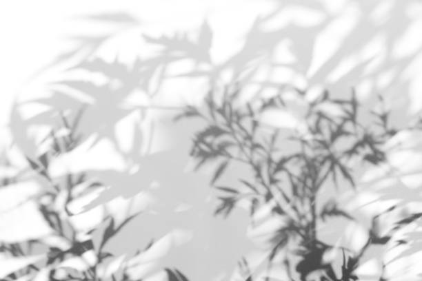 istock Shadow overlay effect for photo. Shadows from tree leaves and tropical branches on a white wall in sunlight. 1264965387
