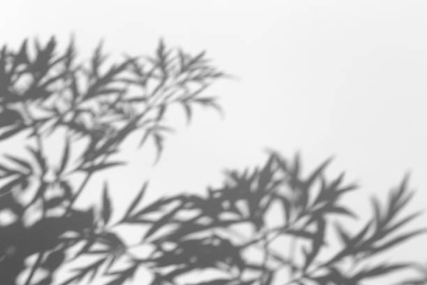 istock Shadow overlay effect for photo. Shadows from tree leaves and tropical branches on a white wall in sunlight. 1264965391