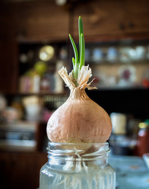 istock sprouting onions in a jar of water 1264965417