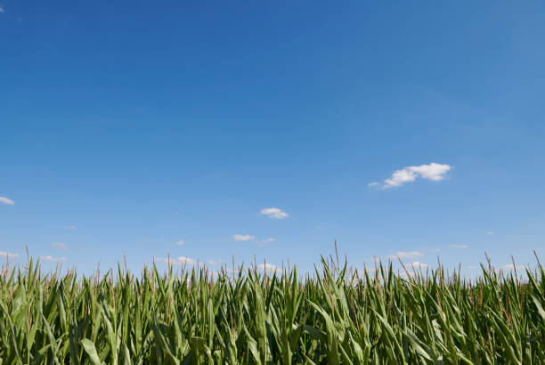 Corn field