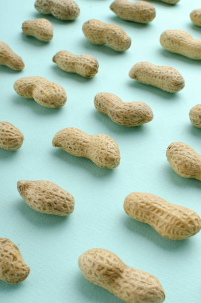 istock Vertical image.Raws of peanuts on the blue background 1264966603