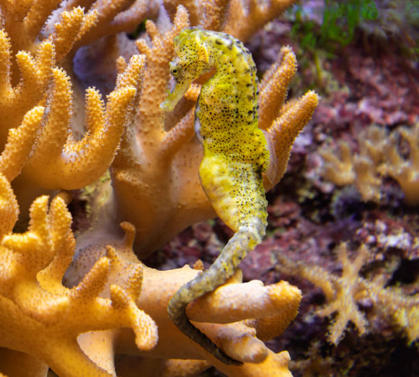 istock Close-up view of a Seahorse (Hippocampus spec.) 1264966656