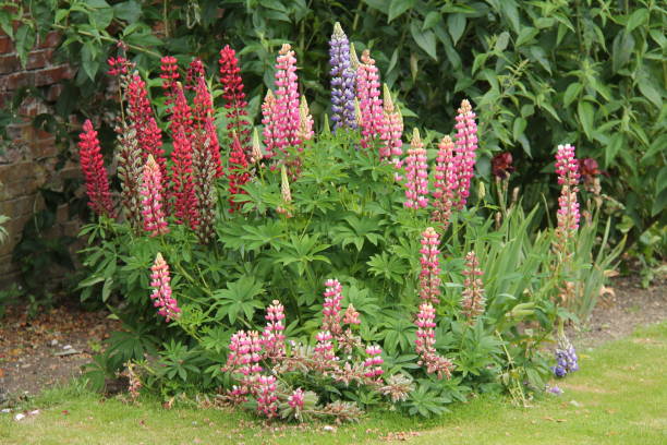 istock Lupin Plant Flowers. 1264967232