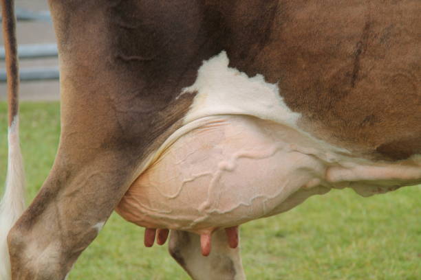 istock Female Dairy Farm. 1264967335