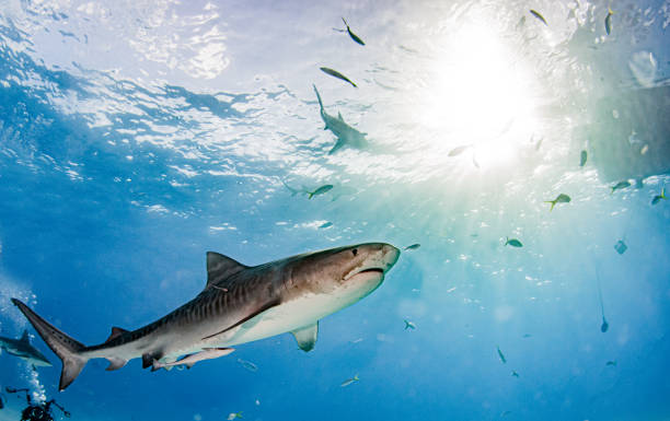 Tiger shark at Tigerbeach, Bahamas stock photo