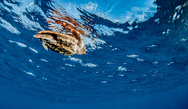 istock Sea Turtle release at the Bahamas 1264967619