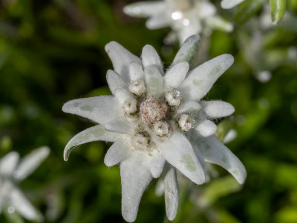 istock Alpine star flower macro detail 1264968805