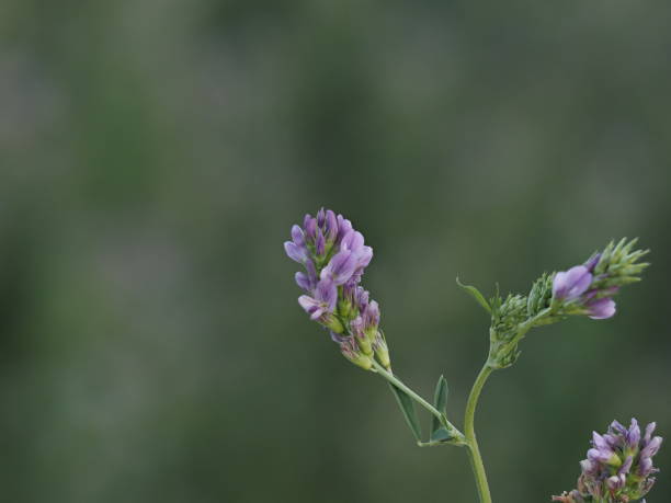 istock Alfalfa plant flower detail 1264969021