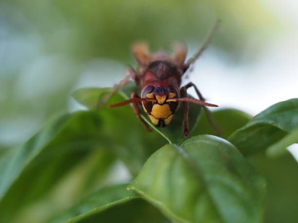 istock Red hornet wasp on green leaf 1264969108