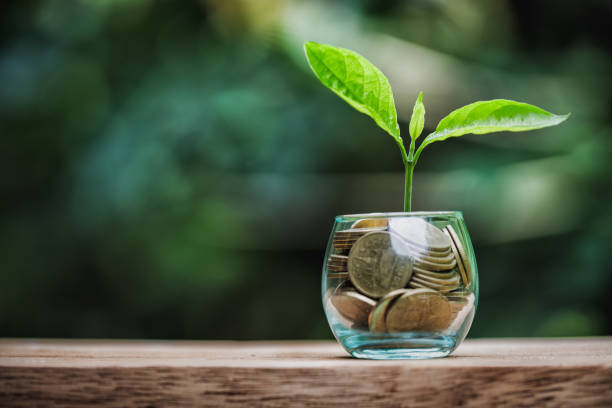 istock Tree grows from a pile of coins, Investment, sustainable development, trees growing on stack of coins. 1264969132