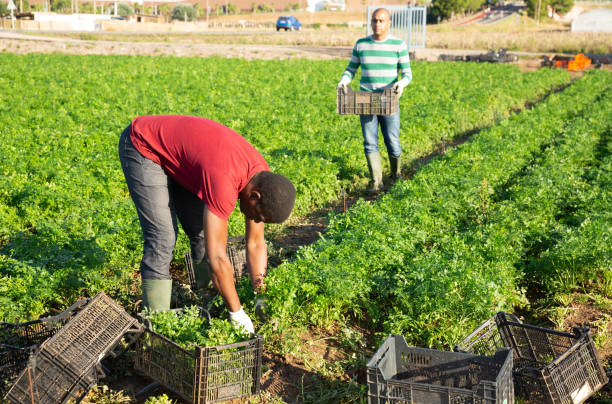 istock Afro and Latino farm workers picking parsley 1264969769