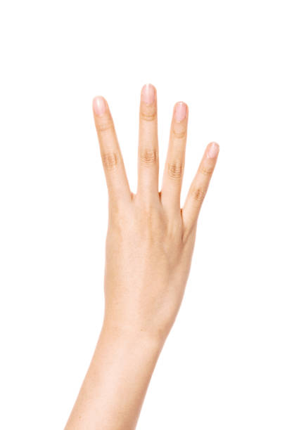 istock Woman hand gesture number 4 isolated on white. 1264969852