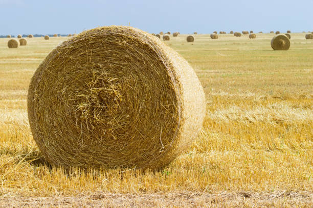 istock Round straw bale on harvested field against the same bales 1264970109
