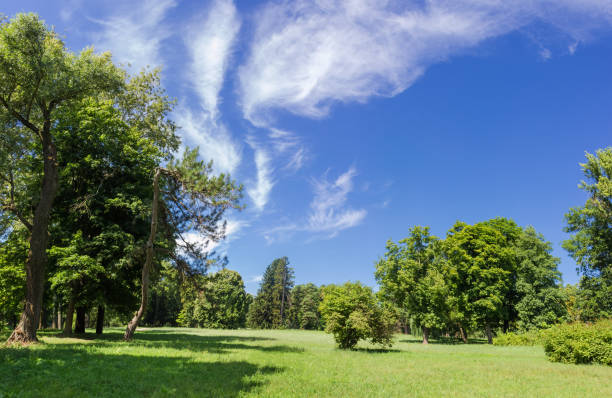 istock Glade in the park in summer sunny day 1264970234