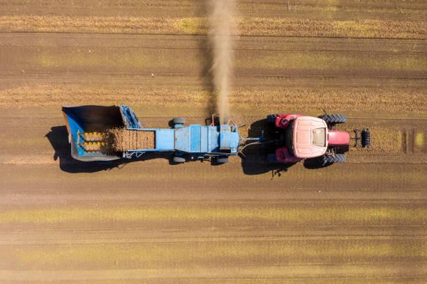 istock Almond picker harvester processing a field, Picking dry Almonds off the ground with dust blowing from the combine side. 1264971363