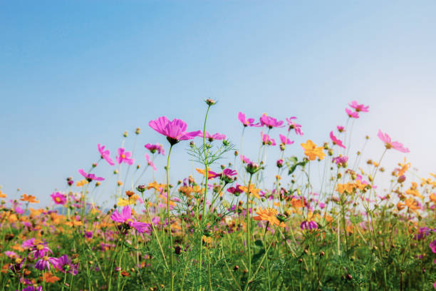 istock Cosmos at sunrise with sky. 1264971522