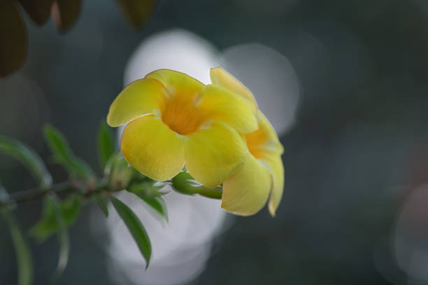 The yellow trumpet-flowers (Yellow elder, Trumpetbush, Trumpetflower, Yellow trumpetbush)on a blurred background